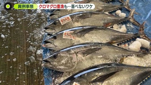 「クロマグロ」とれすぎて悲鳴? 漁獲枠制限で“リリース”も