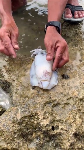 Wait for it... What’s inside this Cuttlefish?
