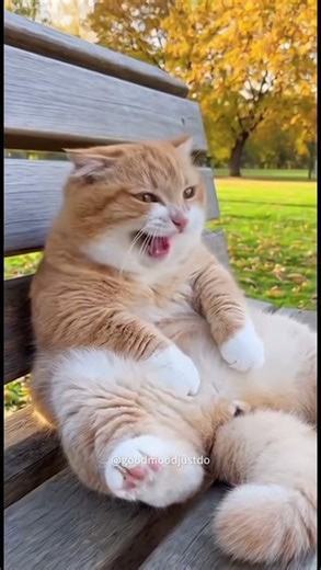 You’ve NEVER seen a cat smile like this 😹🔥😳#cat #smile #funny #cutecat #kitten #animation #cute