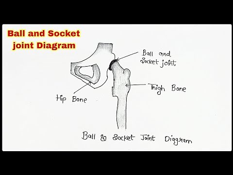 How to Draw Human Ball & socket joint diagram | Human Hip Joint Drawing.