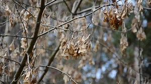 Dry American maple seeds sway in the wind on tree branch. Tree branches without leaves. Autumn season concept.