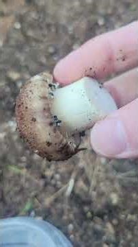 Most Gardeners Don’t Know You Can Grow These at Home