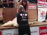 Woman sets the world record for most sheep shearing buzzing 370 in eight hours
