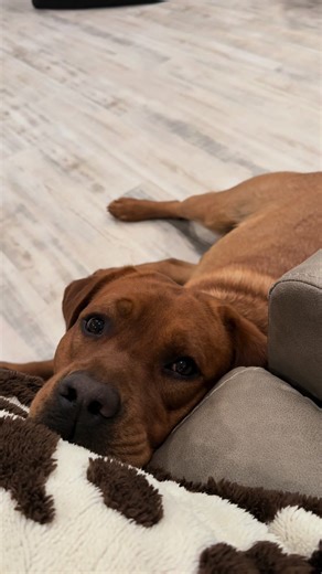 Adorable English Lab Puppy | My Baby Doggie!