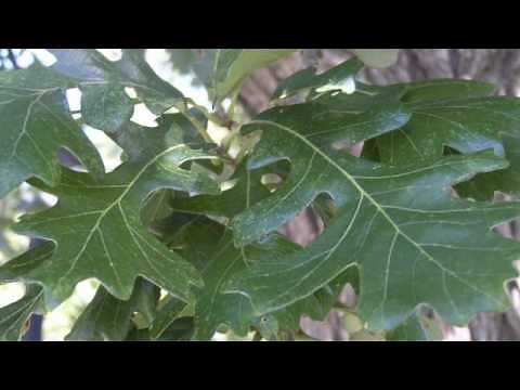 10 Great Trees for Nebraska