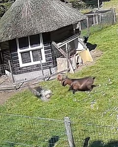 The way they all came to the rescue 🥹 | UNILAD