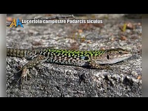 Lucertola campestre Podarcis siculus - Italian wall lizard – Tassello della nostra biodiversità