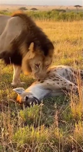 Lion King Tricked By A Lowly Hyena In Funny Clip