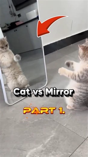 Cat VS Mirror! Part 1. They are angry at their reflection! Hahahaha #cats #funny #pets