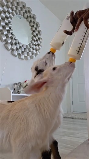 Feeding the goats #goat