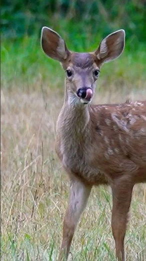 Cute Baby Deer!! (Canada Nature) #fawns #deer #nature #cuteanimals #cute
