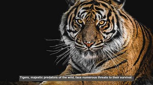 Top 10 Organizations Leading Tiger Research and Conservation
