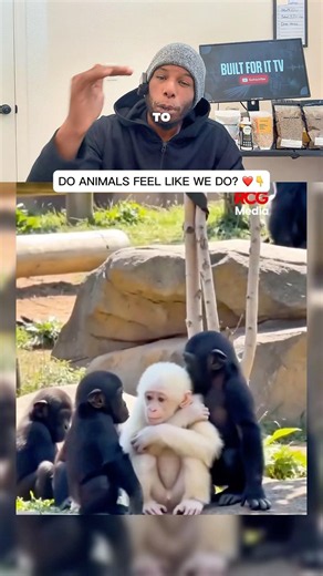 The Baby Chimp Sat Alone… Then His Family Did Something Beautiful 🥹🐵❤️