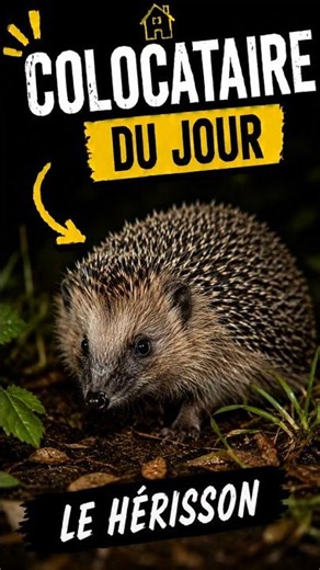 Roommate of the Day - European Hedgehog