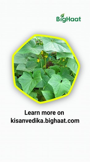 Spotted symptoms of Cucurbits Downy Mildew in your field? Don’t worry! We have the right solution for you. Learn effective management of Cucurbits Downy Mildew through the video. https://bit.ly/3ZxGr5o . . . #cucurbits #downymildew #cucurbitdiseases #solutions #management #controlmeasures #agriculture #agrifarming #farming #farmers #farmer #indianfarming #indianfarmer | BigHaat India