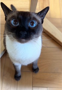 Siamese cat meowing loudly — cute Siamese kitten sounds