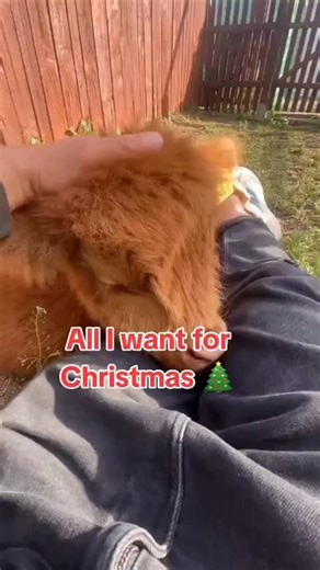 MINI LIVESTOCK RANCH on Instagram: "The miniature highland cow is a small, hardy breed of cattle. These cows can withstand harsh, cold temperatures in the winter and hot temperatures in summer 🏝️. ARE YOU LOOKING TO PURCHASE A FEW ? PLEASE GO TO THE WEBSITE ON OUR PROFILE. #ranchlife #CowboyCulture #CattleMarketing #CattleRanch #CattleFarm #workingran #angusheifers"