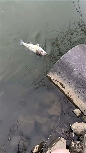 I caught a Mutated Bass! #bass #fishing #fortheboys