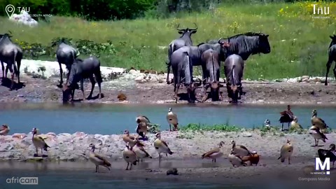 Jaws of death: Terrifying crocodile attack on wildebeest at waterhole