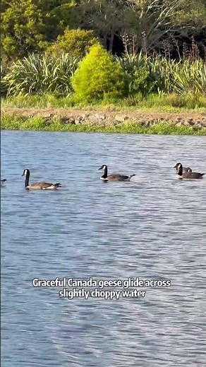 Watch these elegant Canada geese drift between sky and lake | A Peaceful Nature Escape