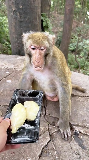 Monkey getting angry 😡😡 #monkey #funnymonkey #monkeyvideos #monkeys | Crazy Monkeys Videos