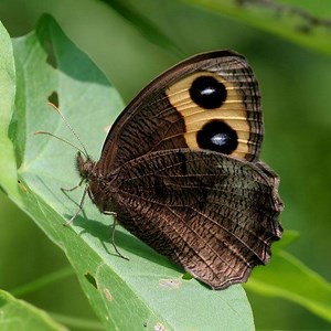 Common wood nymph - Alchetron, The Free Social Encyclopedia