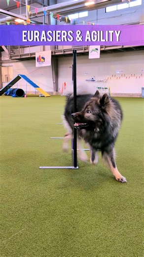 Eurasiers enjoy AKC companion events like agility. You have to keep it positive and fun but you will both find it incredibly rewarding. Agility is for everyone. I'm so grateful to all the lovely people that are a part of the Colorado agility community. #eurasier #eurasian #agility #agilitytraining #agilitydog #AKC #akcagility #dogsofcolorado #raredogbreed #denverdogs | Rocky Mountain Eurasiers