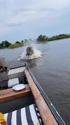 hippo chasing a boat #travelwithkisembo #visituganda