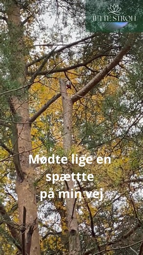 Mødte lige en spætte på min gåtur 🍁 | Clairvoyant, medie & healer Jette Strøh
