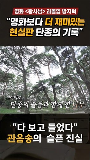 "다 보고 들었다" 이름에 숨겨진 소나무의 슬픈 진실