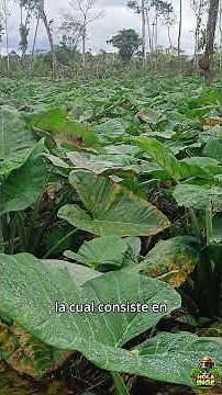Malanga in Ecuador: Varieties, Differences, and Production | Hello Engineer #agriculture #malanga