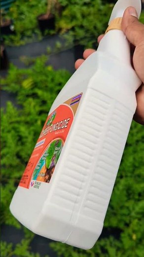 Control fungus and disease in your garden Fast ! Bonide Captain Jack's Copper #review #gardening