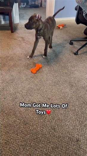 Spoiled Puppy Alert 🐾 | Ranger’s First Toy Haul at His Forever Home! 🧸🐶 #shorts #dogvideos #puppy