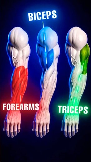 🔥 BICEPS + TRICEPS + FOREARMS 💪 | Complete Arms Workout #fit #motivation #armday #biceps #shorts
