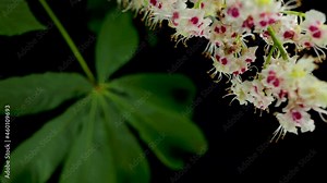 Flower and leaf, Aesculus hippocastanum, common name horse chestnut, buckeye, conker tree, Spanish chestnut