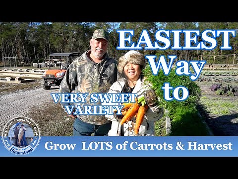 Easiest Way to Grow LOTS of Carrots & Harvest Carrots