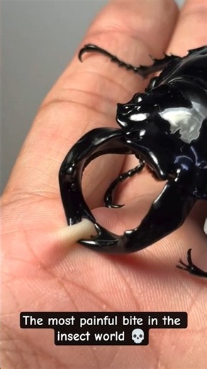 The Insane Pinch Force of a Stag Beetle! 😱📌 #Shorts