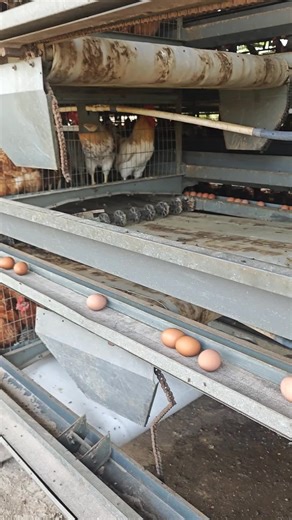 Battery Chicken Cage Supply from China - POUL TECH