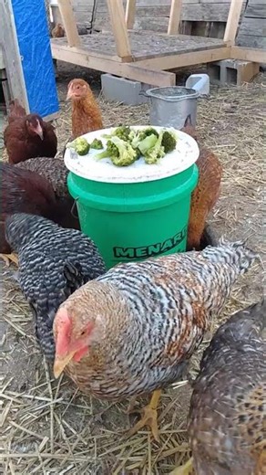 Broccoli Who? Haha Chickens Try Broccoli #backyardchickens #bielefelderchickens