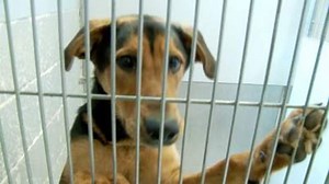 Greenwood Police To Address Stray Animal Issue At City Council Meeting