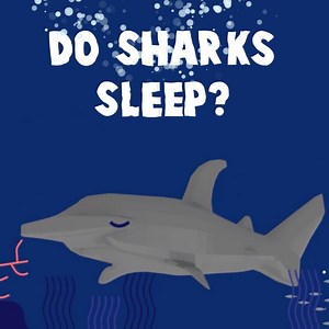 19K views | Sharks never rest from being the top predator of the...