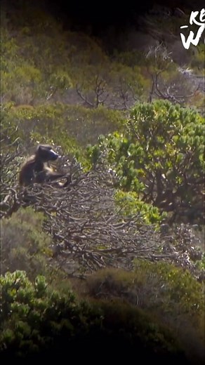4.7K views · 56 reactions | This video dives into the growing problem of baboons becoming unafraid of people. It pinpoints which baboons are causing the most trouble and why it's a dangerous situation for both humans and animals. #Baboons #Wildlife #AnimalBehavior #Conservation #SouthAfrica | Real Wild | Facebook