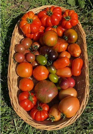 Harvesting 10 varieties of tomatoes from my backyard garden