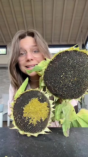 Sonnenblume mal anders: Essen von Sonnenblumenkernen und essbaren Blumen