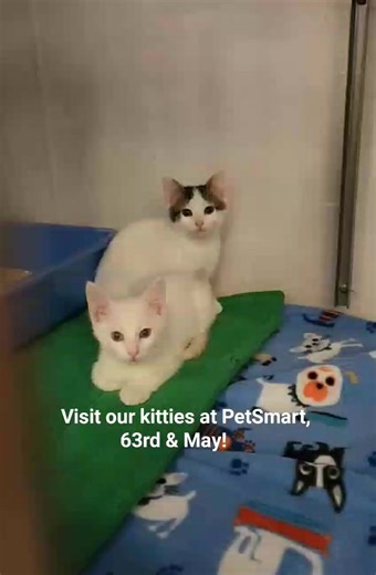 1.3K views · 35 reactions | Meet Bunny, Jinu & Mystery, and Hunter at our Cat Adoption Center! | All Paws Rescue | Facebook