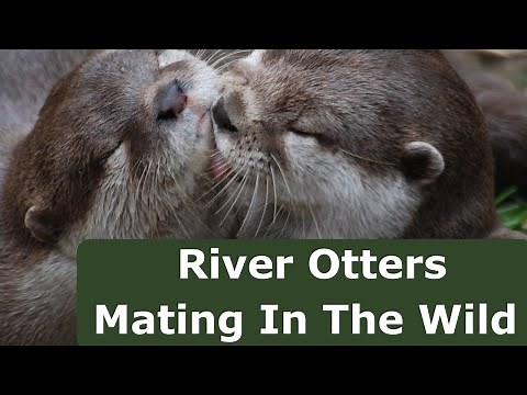 River Otters Mating In The Wild