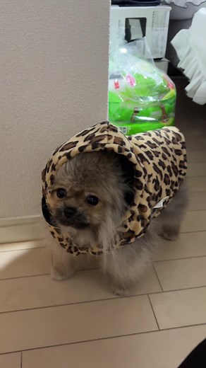 お洋服着させたら固まってびっくり🫣💖 ワイルドたぬきち #犬のいる生活 #ポメラニアンが世界一可愛い #成長 #子犬 #ペット服