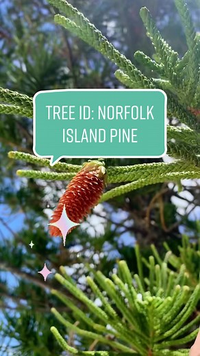 Norfolk Island Pine: A Unique Christmas Tree