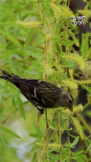 친구야 같이 먹어볼까? #검은머리지빠귀, 선유도한강공원, 영등포, 서울, #birds