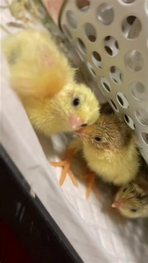 ひめうずら #癒し #鳥#ヒメウズラ